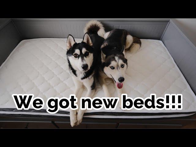 Unboxing New Beds with Huskies! Check out our new Ablyea Mattress!!