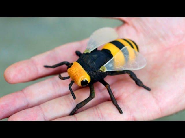 GIGANTIC WASP!