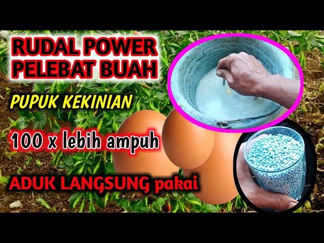 rahasia membuat RUDAL power perangsang buah npk & telur aduk langsung semprotkan at kocorkan