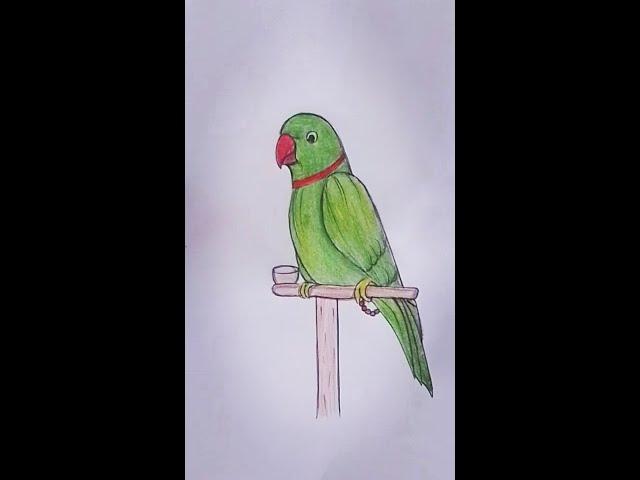 parrot drawing/how to draw a realistic parrot #trendingshorts  #short #pencilsketchforbegginers