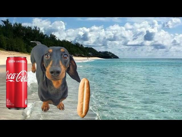 La historia del perro salchicha gordo chambita #chamba #perrosalchicha #cocacola #Pan