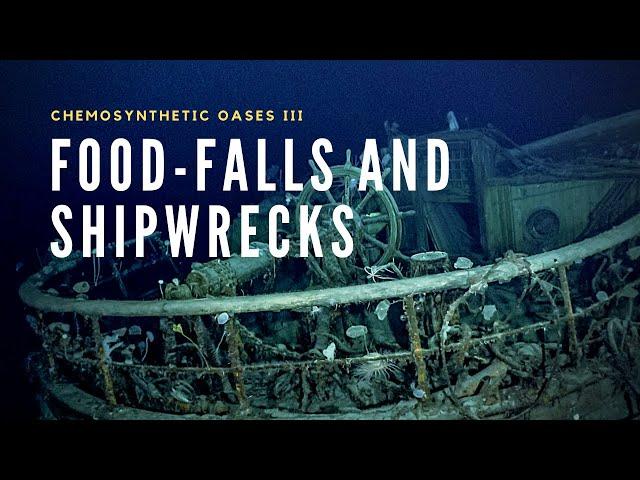 Deep-Sea Food Falls | A Tale of Wood and Bone