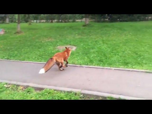 Tiki the fox on the walk without a leash (Day 162)