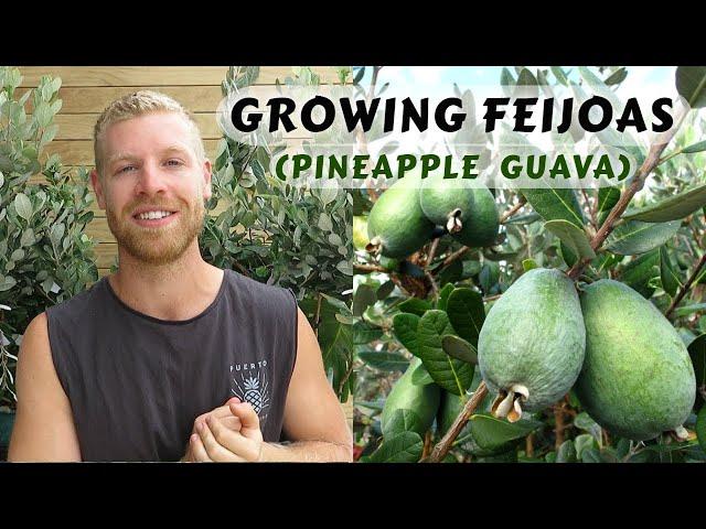 How to Grow Feijoas - Planting and Care Guide