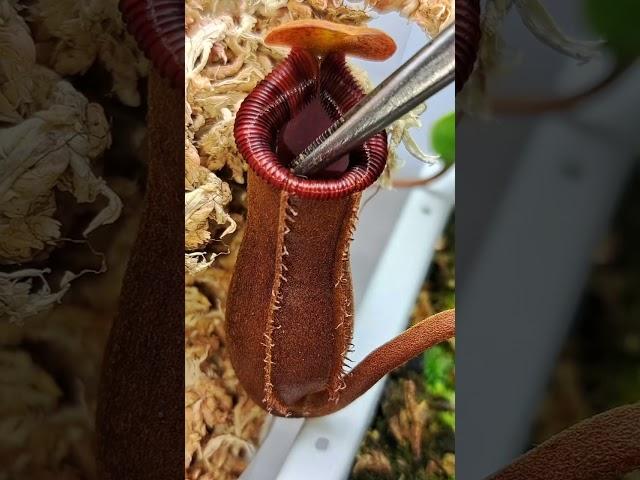 HUGE ant gets eaten by my carnivorous pitcher plant #shorts