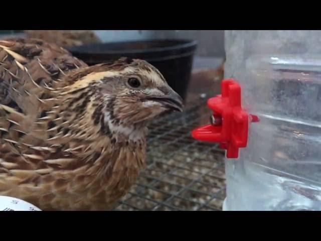 Quail drinking from our Side Mount Poultry Nipple in Slow Motion