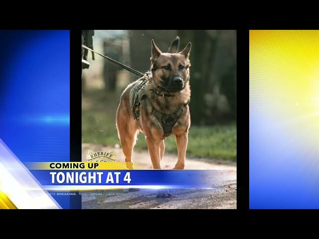 Coming up on KEZI 9 News at 4: Update on Oregon Medical Group; new K-9 dogs