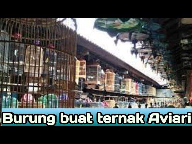 Belanja burung buat ternak aviari || Bang Coboy