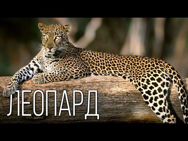 Leopard: Land "shark" | Interesting facts about leopards