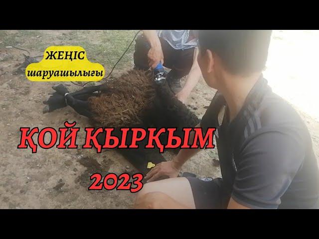 Қой қырқым - 2023 жыл. Жеңіс шаруашылығы.