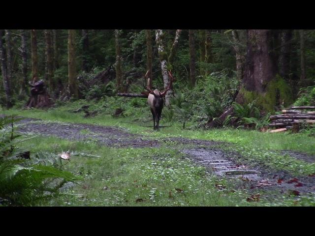 Monster 8x7 Cascade Roosevelt Bull Elk Western Washington