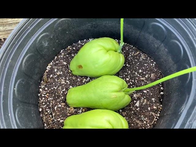 How to Plant Chayote