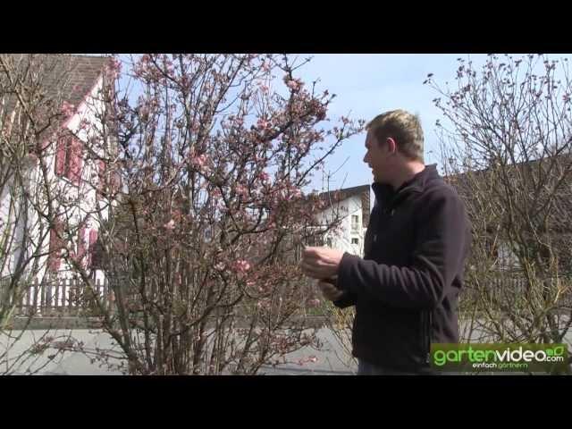 Wie schneide ich Winterschneeball (Viburnum)