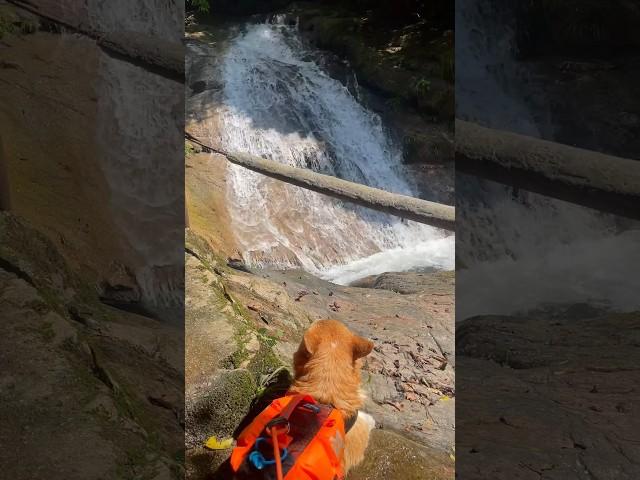 A river tracing travel with jilian. He really enjoyed the moment staying with us.  #pets #corgi