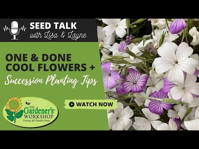 Seed Talk #19 - One & Done Cool Flowers Plus Succession Planting Tips