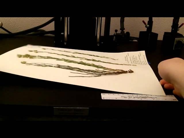 Imaging Herbarium Sheets