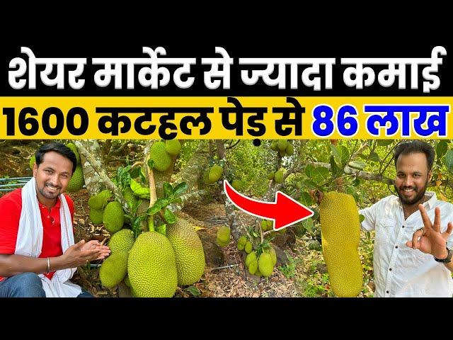 कटहल के खेती से पैसा ही पैसासालाना होगी 86 लाख की कमाईJackfruit Farming | Indian Farmer