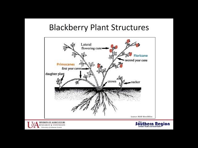 #1 Basics of Blackberry Production, Amanda McWhirt. Arkansas Blackberry School