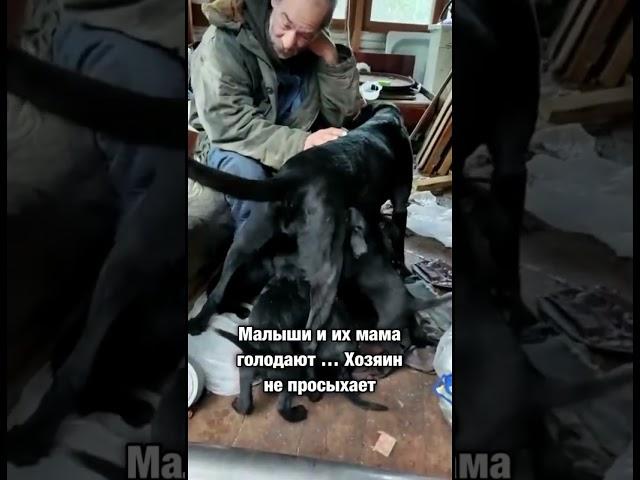 Щенков Ризеншнауцера хозяин-алкоголик собрался усыплять 