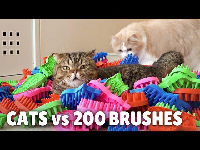 Cats vs 200 Brushes | Kittisaurus