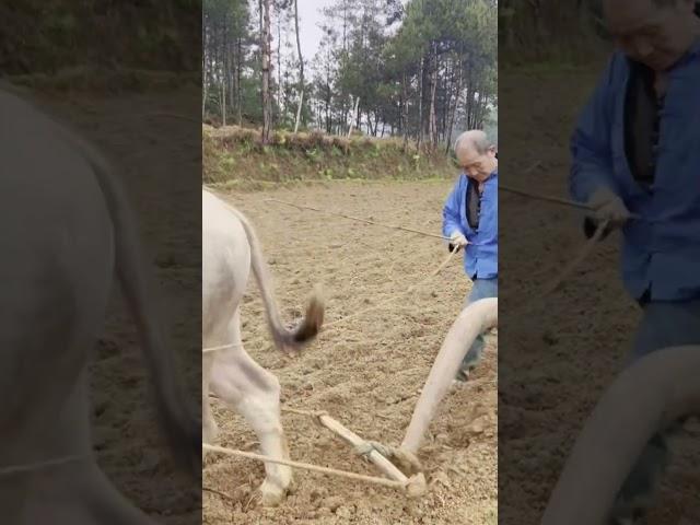 Ide cerdas membajak sawah dengan kerbau #sh