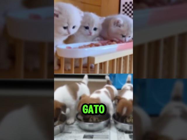 #TEAMGATO Vs #TEAMCACHORRO