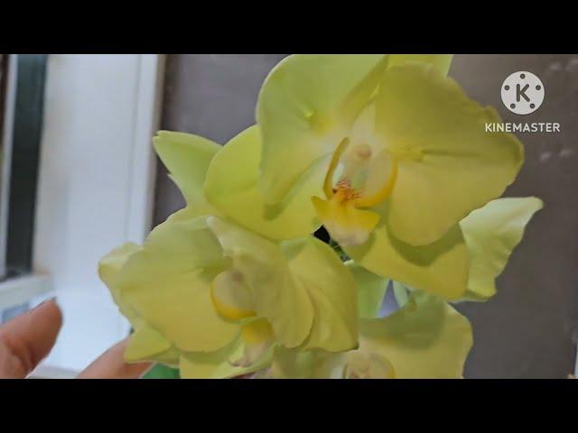 Цветут красотки-орхидеи. Зацвел "арбузик." Небольшой обзор.