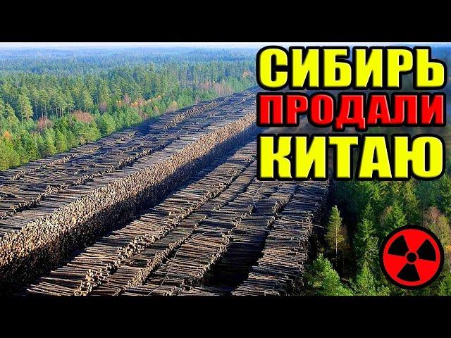 Китай срубил весь лес в Сибири и Тайге!