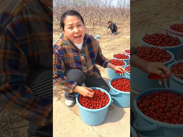 Dry & Fresh Jujube fruits | Amazing fruits Harvest from Farm by Rural Farmers #shorts #fruit