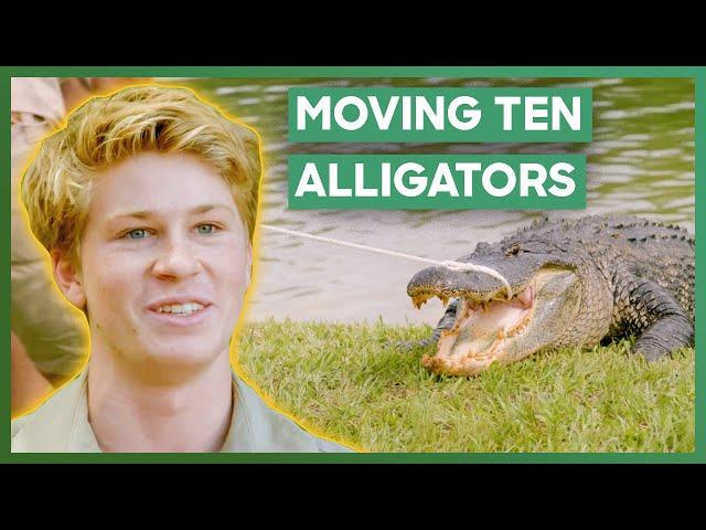 The Biggest Crocodilian Move In Australia Zoo's History | Crikey! It's The Irwins