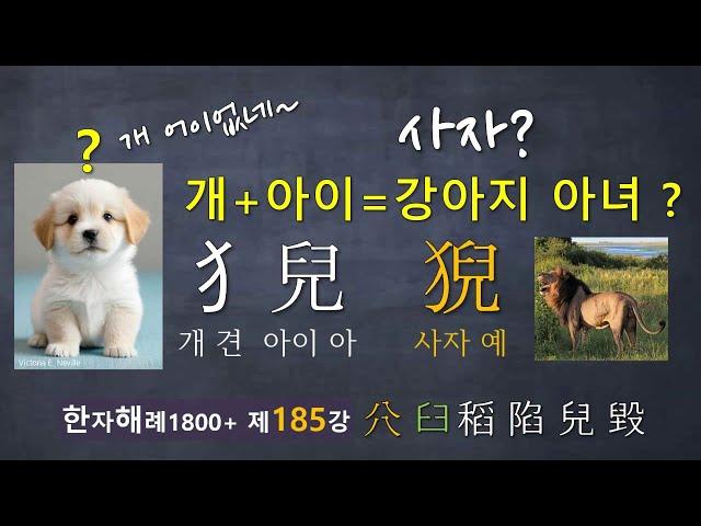 제185강 개 어이없네~ ... 猊 사자 예... 개(犭) 아이(兒)는 강아지 아녀?