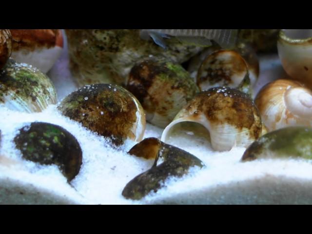 Lamprologus similis fry - Tanganyika shell dwellers - Muszlowce.pl