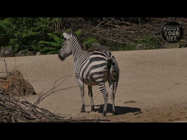 Mind Blowing Animals Pooping Moments Caught on Camera!!!