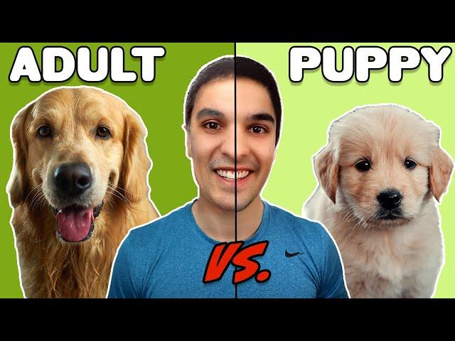 Adopting An Adult Dog Vs. A Puppy | Which is Right For You?