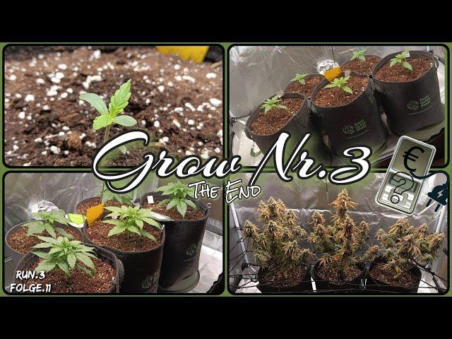 Spider Farmer SF 2000 Evo Setup F1Titan Eazy Bud Auto Zeit ,Stromkosten & Fazit Grow3 Folge, Woche11