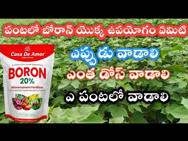 BORON | 20% boron | water soluble boron fertilizer| benefits of boron | how to increase frute size