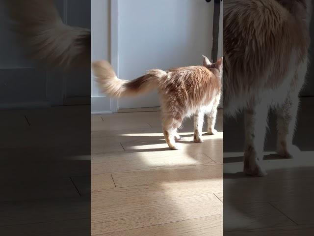 Foxy waits for door to open in the morning  #cat #mainecooncatlovers #cute #cutecat #morning