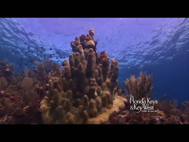 Christ of the Deep (a.k.a. Christ of the Abyss) statue, Key Largo