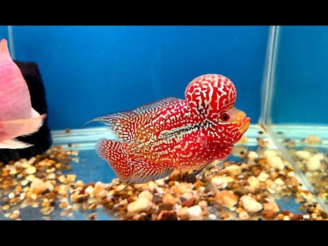 Amazing Super Red King Kamfa Flowerhorn Fish | Flowerhorn Boss