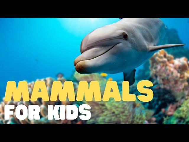 Mammals for Kids | Learn all about the unique characteristics of mammals and what mammals are!