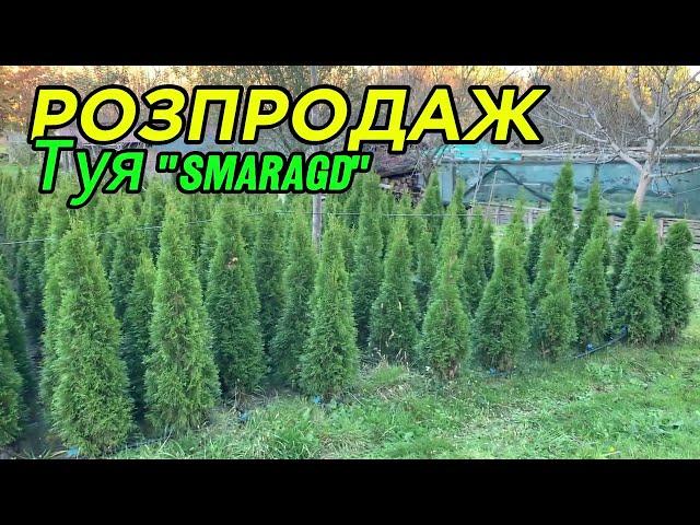 Туя "Смарагд" - РОЗПРОДАЖ !!!