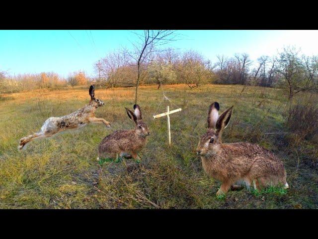 ЛОВУШКА НА ЗАЙЦА | как сделать ловушку на зайца