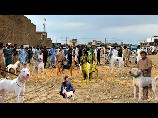 Pakistan  Ki Mashoor Kohat Dogs  Mandi | Pk Animals