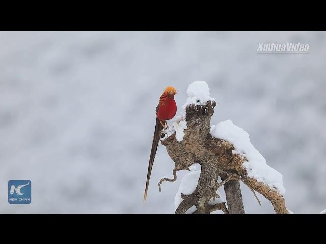 Amazing scenery: Golden pheasant spotted in the snow in central China