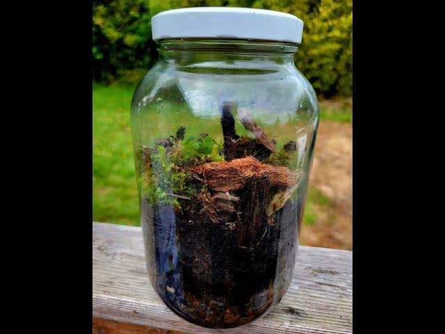 Funventures Makes a Sealed Jar Terrarium