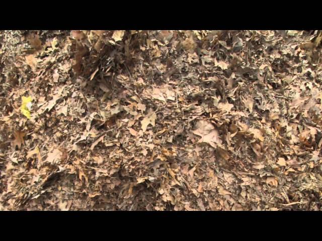 Recycling Organic Yard Waste For Boston