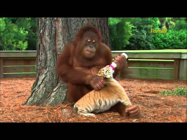 Orangutan Babysits Tiger Cubs (AnimalsMedia.com)