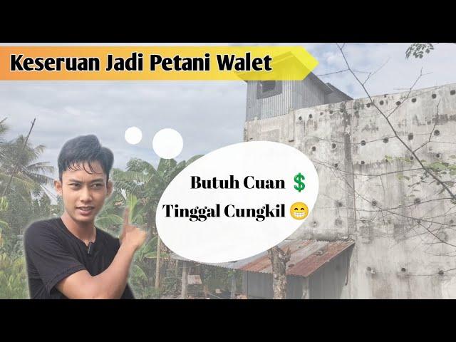 KESERUAN JADI PETANI WALET || SUKSES TERUS PETANI WALET INDONESIA ||