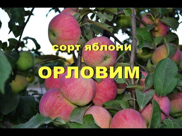 Сорт яблони Орловим