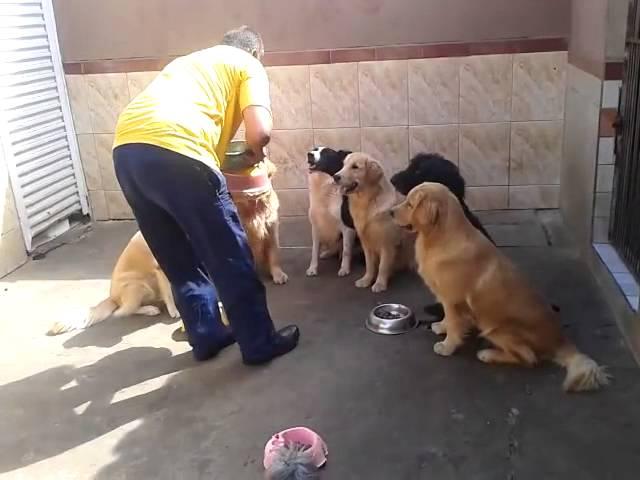 Dogs wait for feeding time